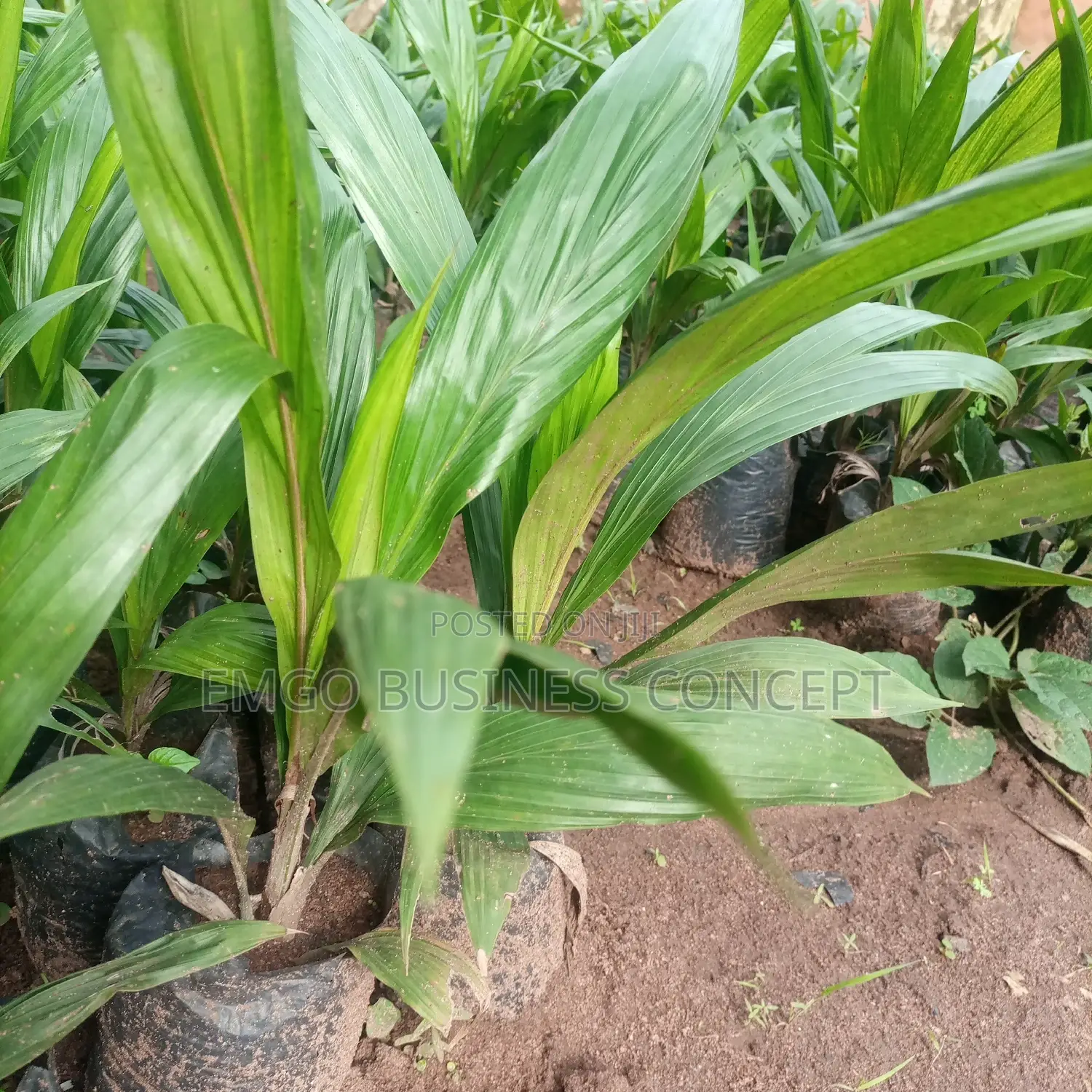 Palm Tree Seedlings (Tenera Breed)