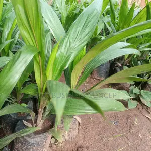 Palm Tree Seedlings (Tenera Breed)