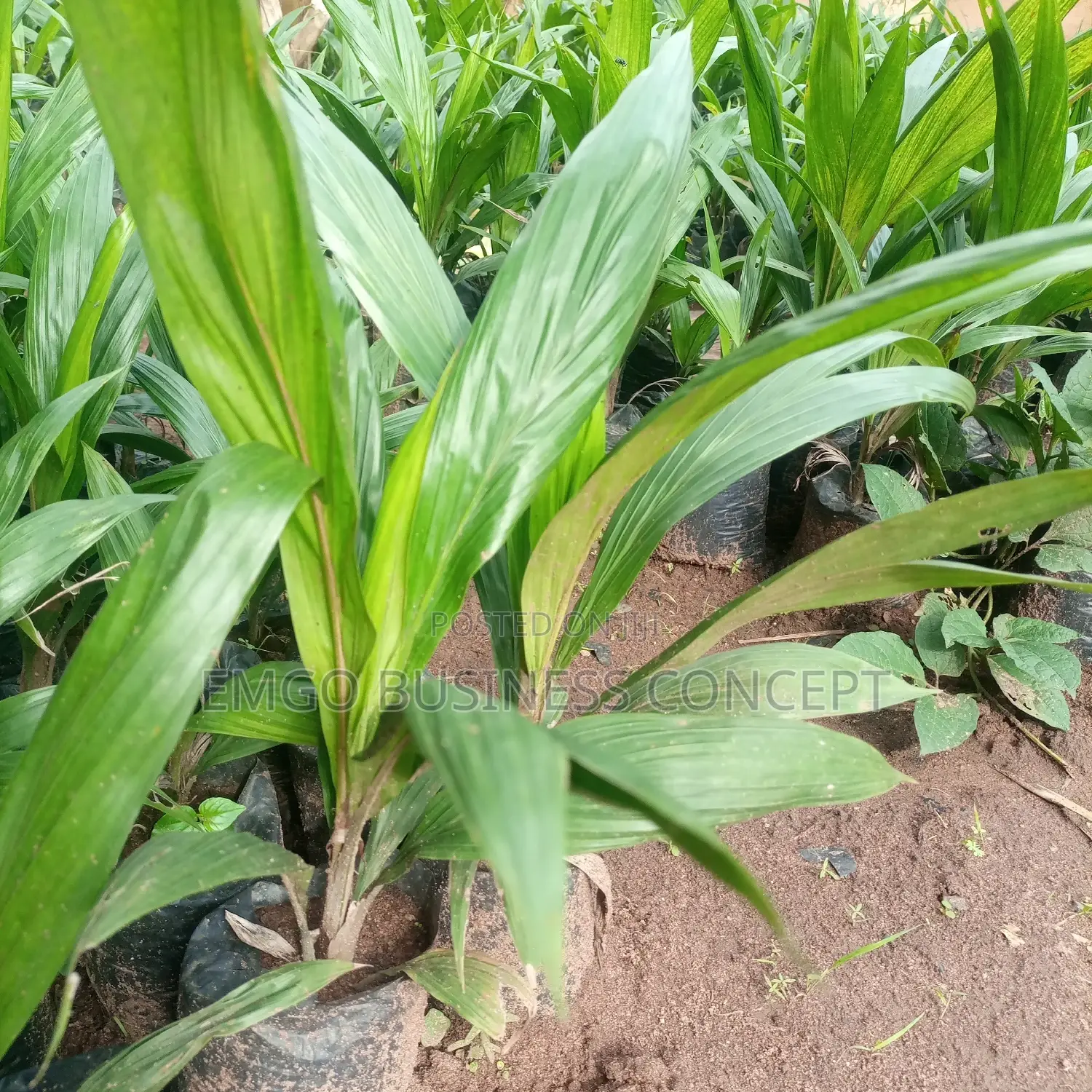 Palm Tree Seedlings (Tenera Breed)