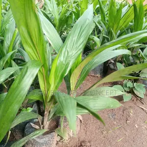 Palm Tree Seedlings (Tenera Breed)