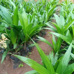 Tenera Palm Oil Tree Seedlings