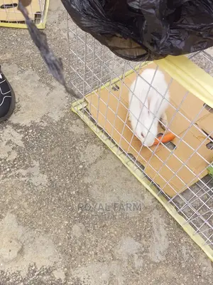 Photo - New Rabbit Cage