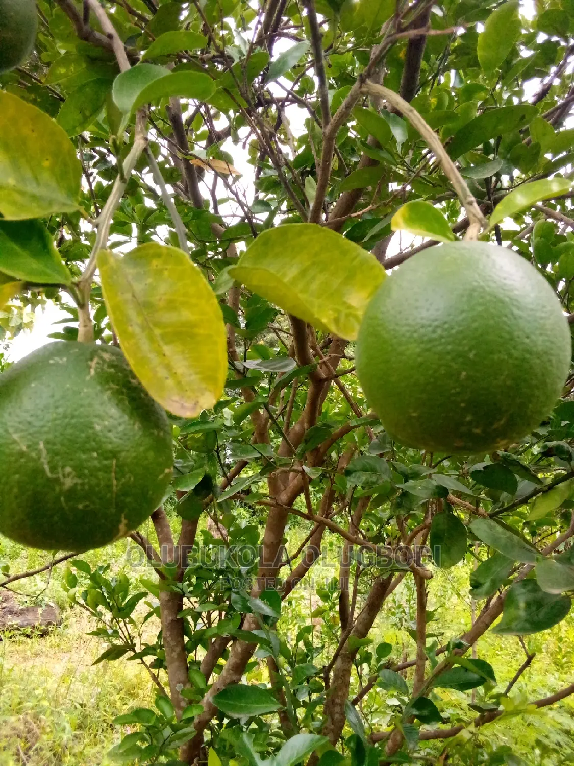 Budded Sweet Orange Seedlings