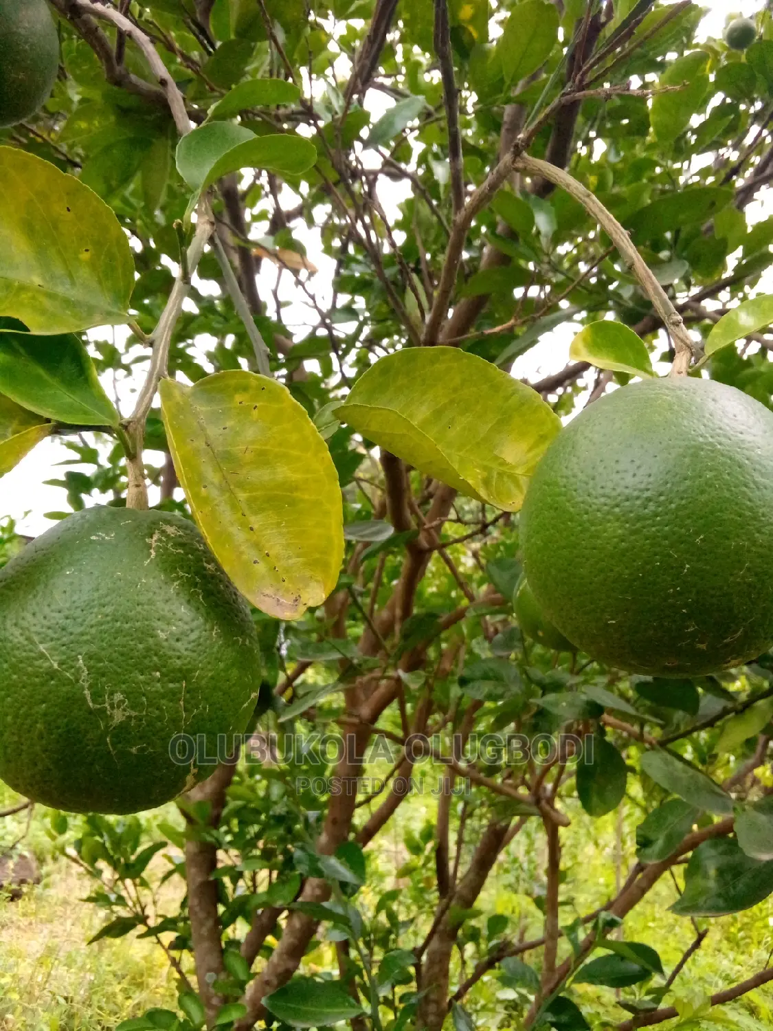 Budded Sweet Orange Seedlings