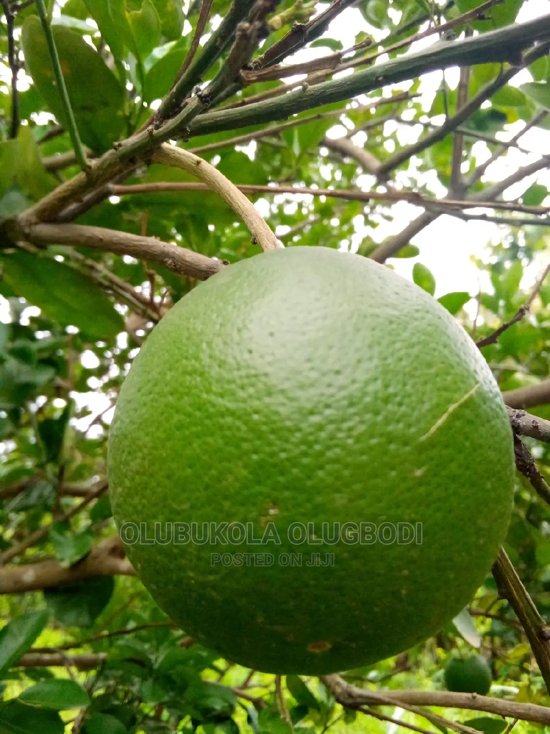 Budded Sweet Orange Seedlings