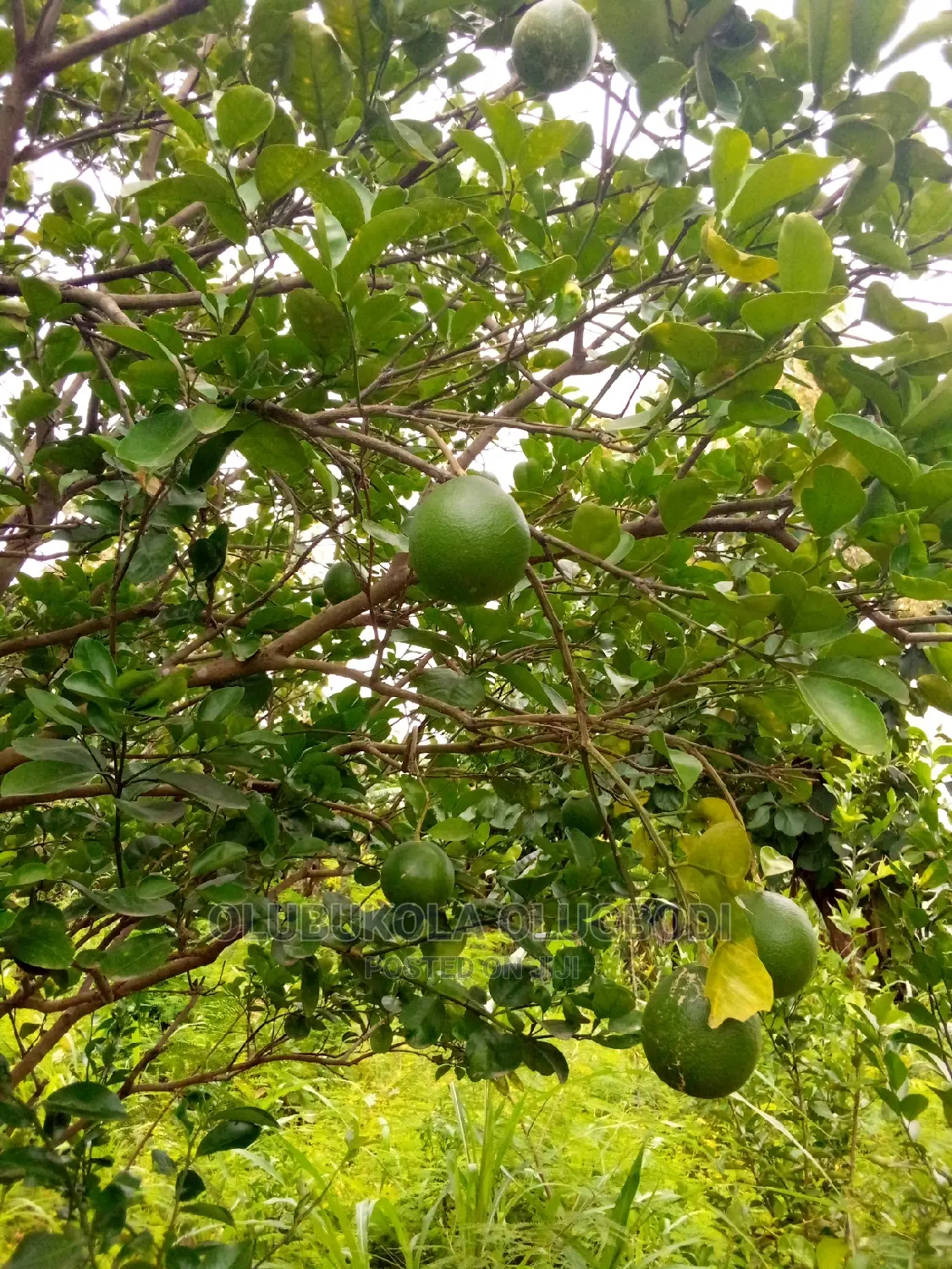Budded Sweet Orange Seedlings