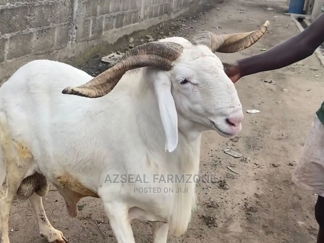 Healthy and Good Looking Rams and Cows Available