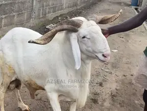 Healthy and Good Looking Rams and Cows Available
