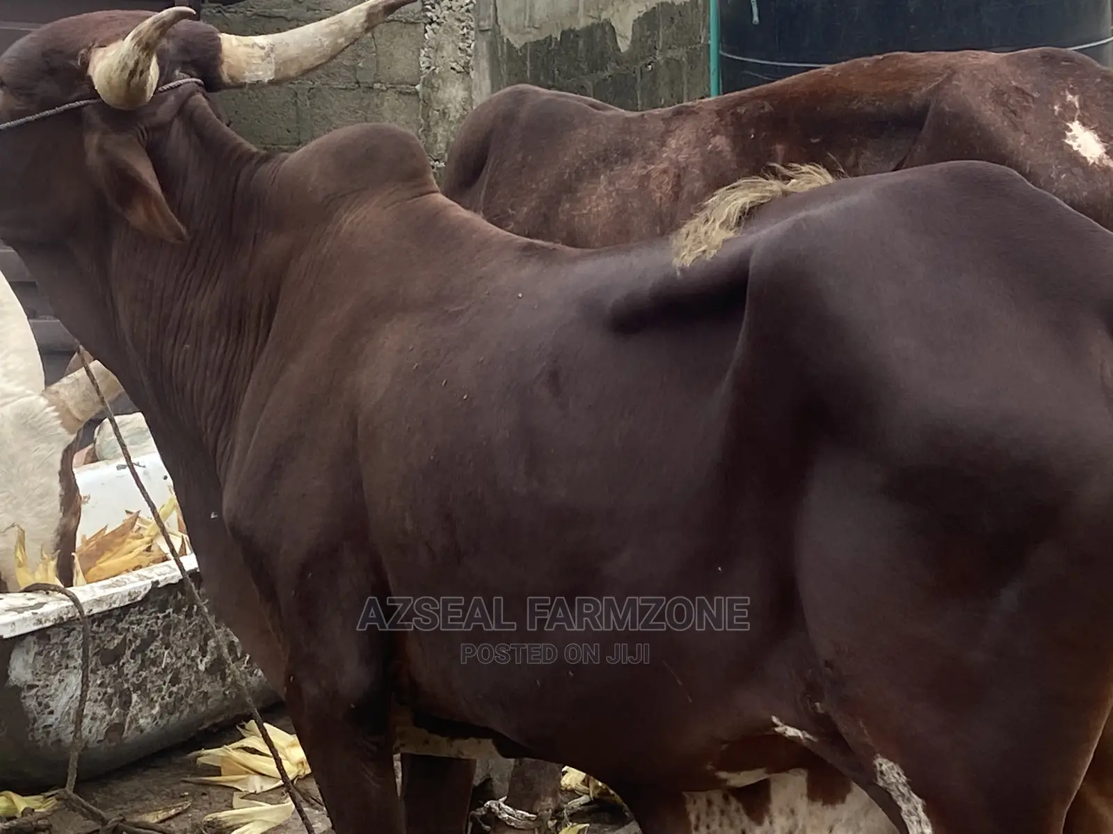 Healthy and Good Looking Rams and Cows Available