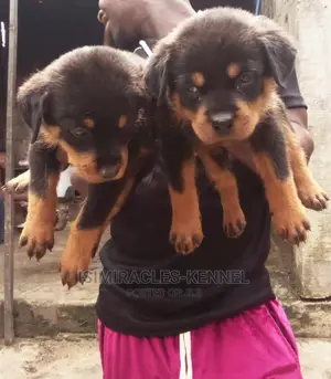1-3 months Female Purebred Rottweiler