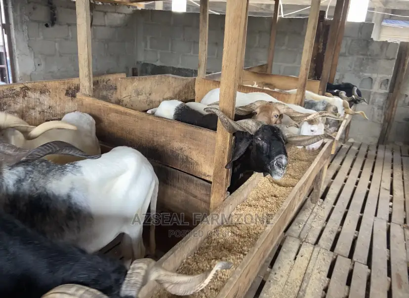 Healthy and Good Looking Rams and Cows Available