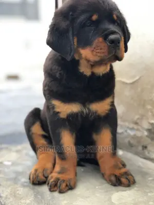 1-3 months Male Purebred Rottweiler