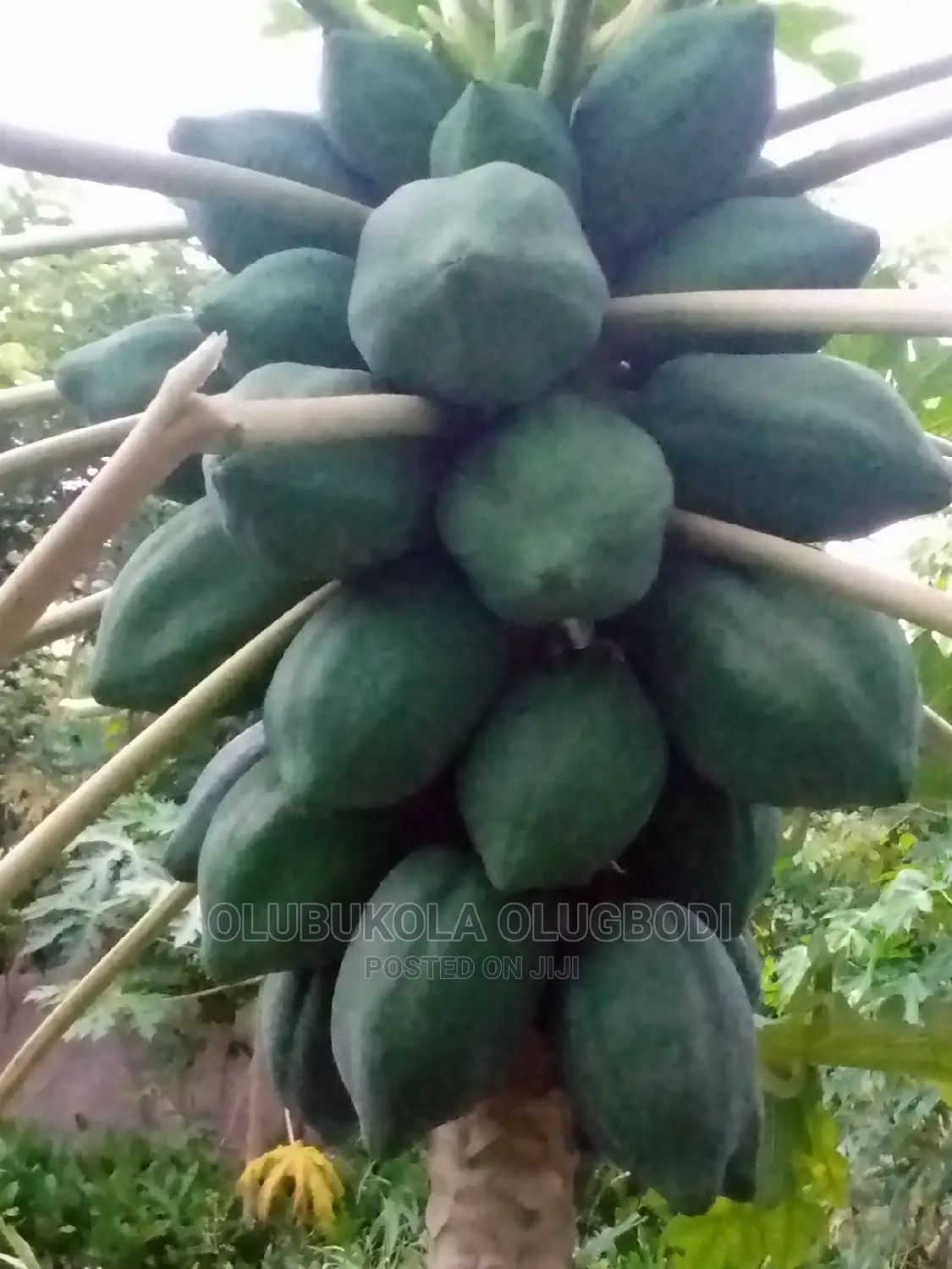 Dwarf Pawpaw Australia Seedlings