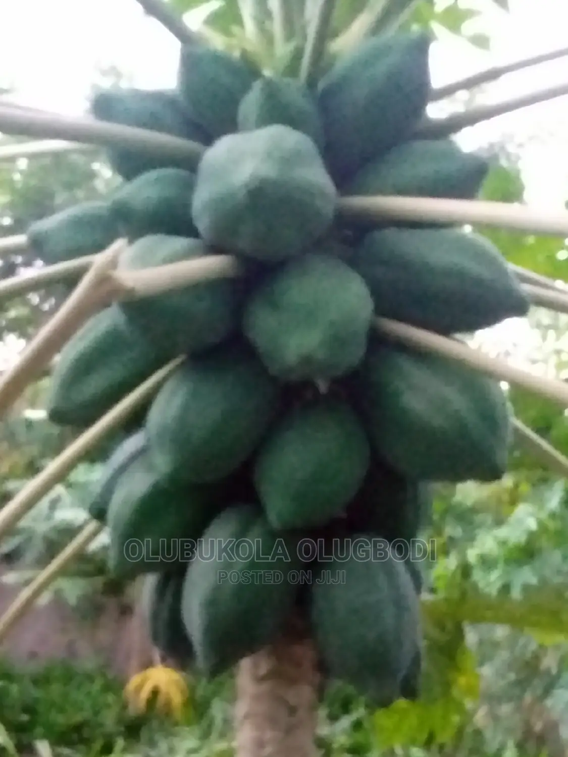 Dwarf Pawpaw Australia Seedlings