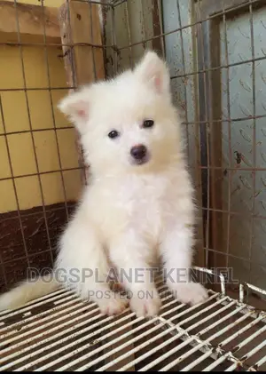 1-3 months Female Purebred American Eskimo