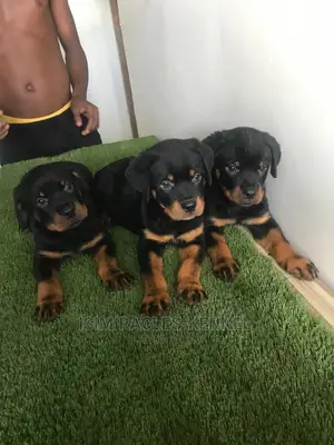 1-3 months Female Purebred Rottweiler