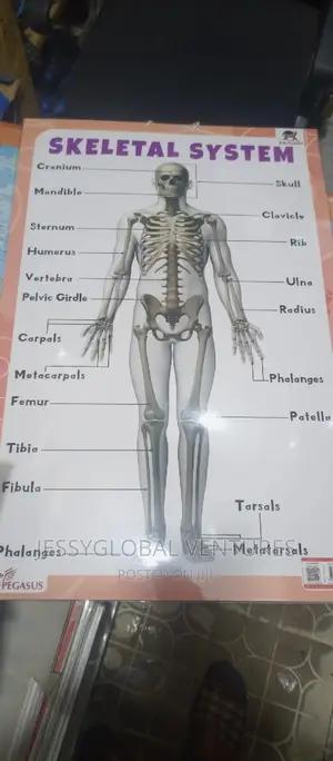 Skeletal Chart