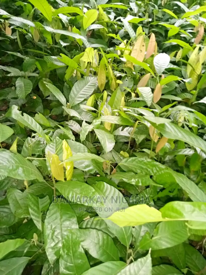 Hybrid Dwarf Cocoa Seedling