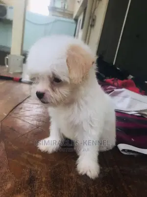 1-3 months Female Purebred Lhasa Apso