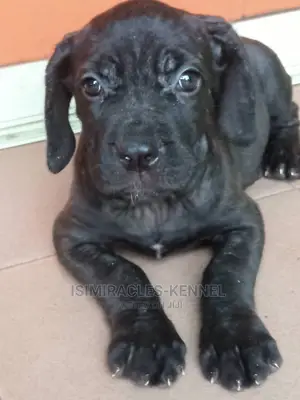 1-3 months Male Purebred Boerboel