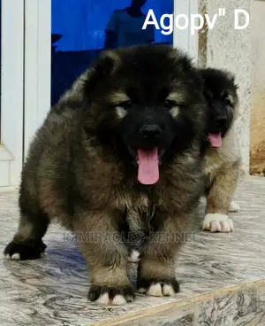 1-3 months Female Purebred Caucasian Shepherd