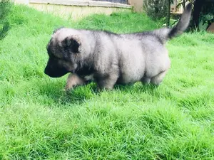 1-3 months Male Purebred Caucasian Shepherd