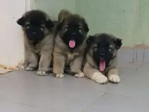 1-3 months Male Purebred Caucasian Shepherd
