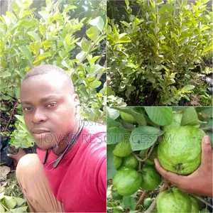 Best Guava (Jumbo White / Red / Pink)