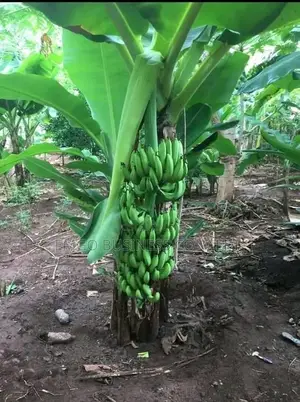 Banana Suckers