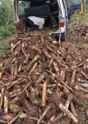 Plantain (Giant Elephant Species)
