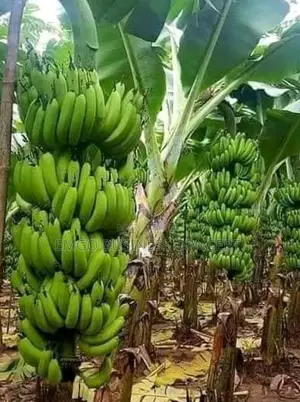 Hybrid Banana Suckers