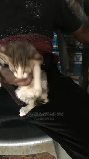 1-3 months Female Purebred American Wirehair