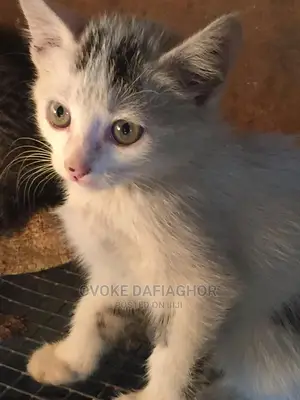 1-3 months Female Purebred Exotic