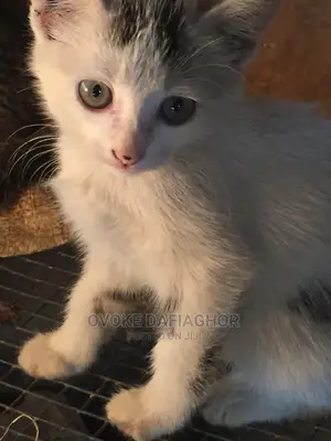 1-3 months Female Purebred Exotic