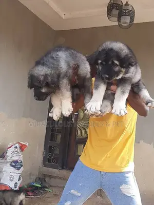 1-3 months Male Purebred Caucasian Shepherd
