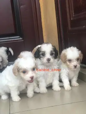 1-3 months Female Purebred Lhasa Apso
