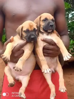 1-3 months Female Purebred Boerboel