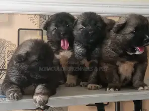 1-3 months Female Purebred Caucasian Shepherd