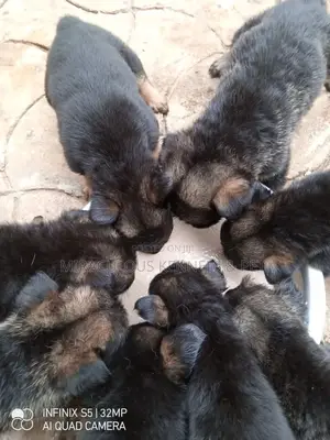 1-3 months Female Purebred German Shepherd