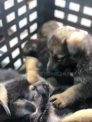 1-3 months Female Purebred German Shepherd