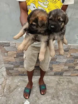 1-3 months Male Purebred German Shepherd
