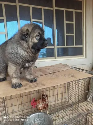 1-3 months Male Purebred Caucasian Shepherd