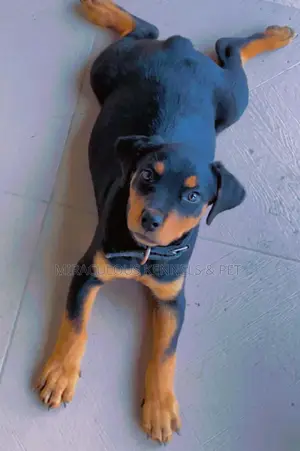 1-3 months Female Purebred Rottweiler