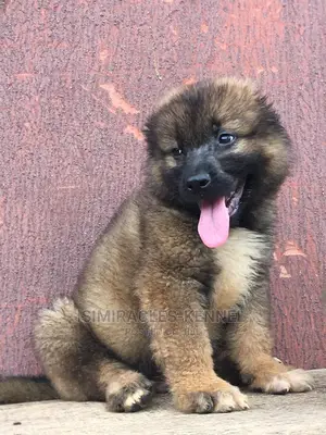 1-3 months Male Purebred Caucasian Shepherd