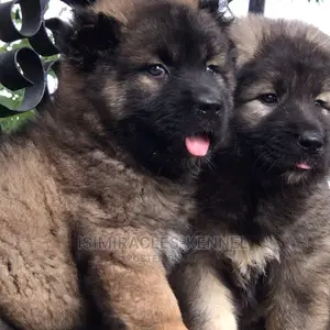 1-3 months Female Purebred Caucasian Shepherd