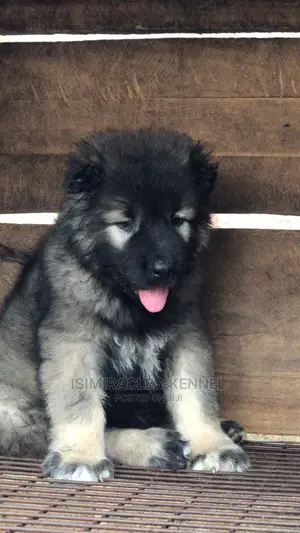 1-3 months Female Purebred Caucasian Shepherd