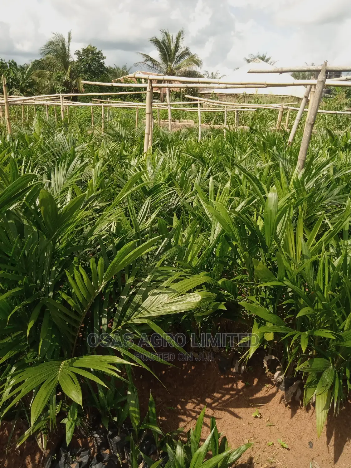 Choice Agro Limited