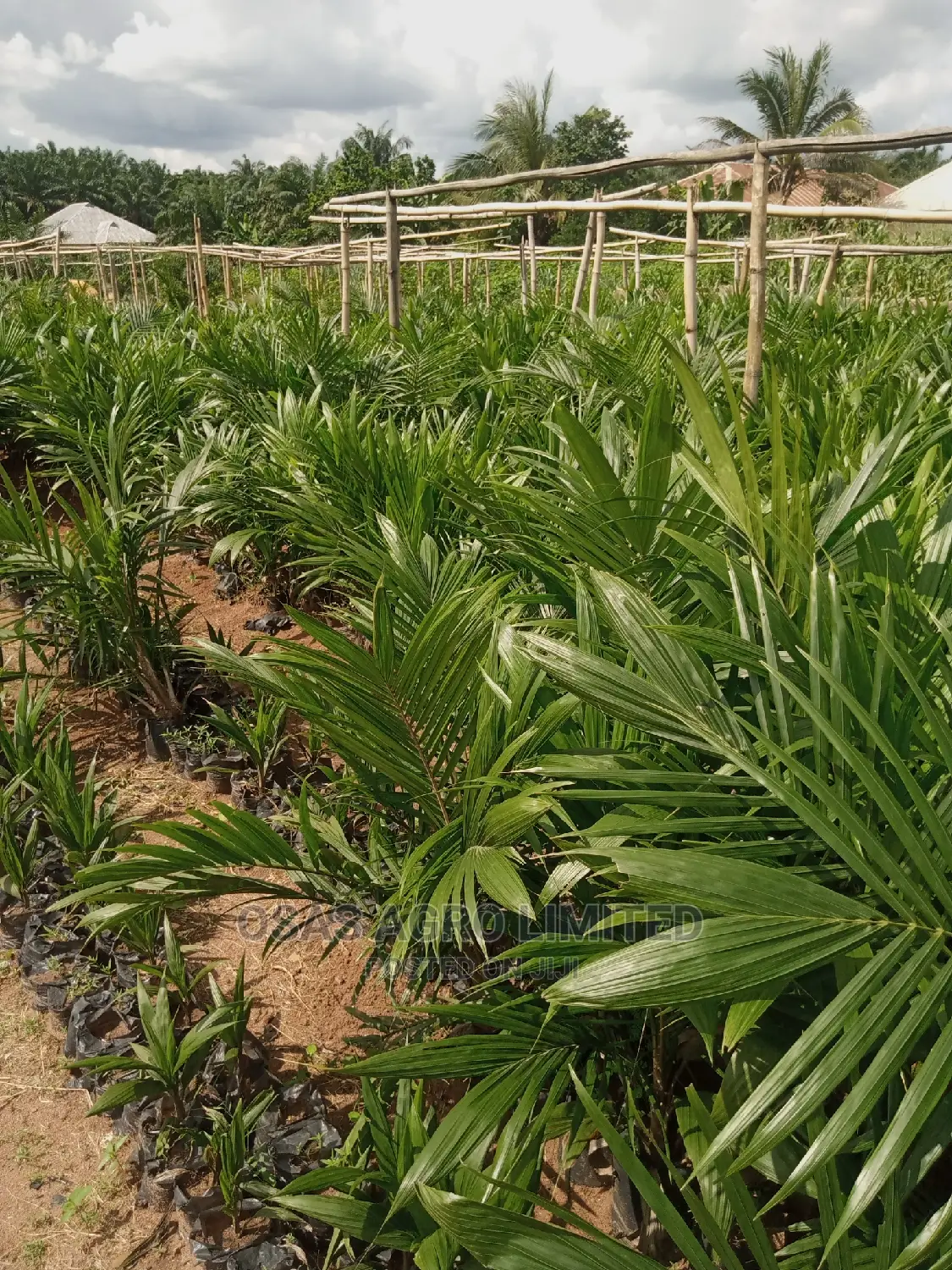 Choice Agro Limited
