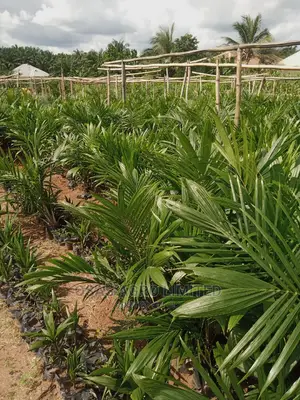 Choice Agro Limited