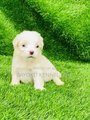 1-3 months Male Purebred Lhasa Apso